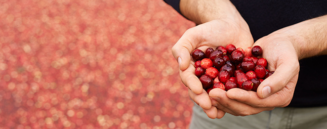 Cranberry grower finds success