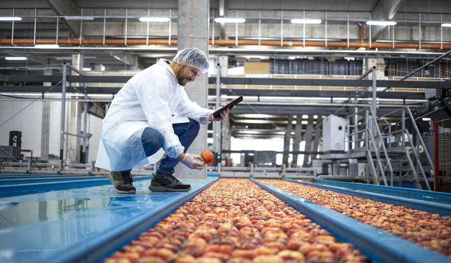 Technologist using a tablet to inspect apples on a conveyor belt in a food processing plant