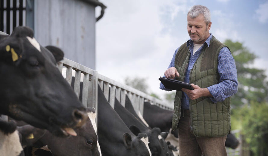 a man standing next to a group of cows