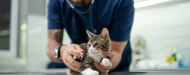 vet checking on a cat