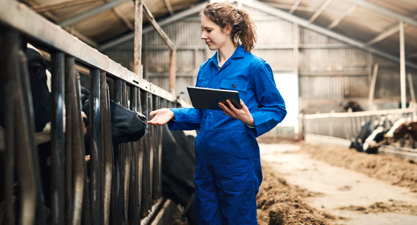 Farmer inspecting a cow